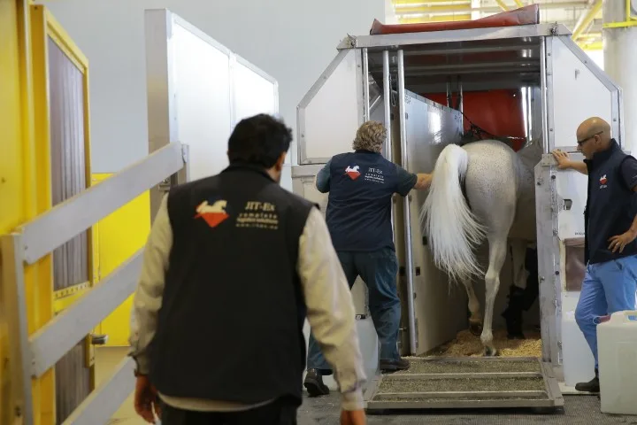 Equine transport