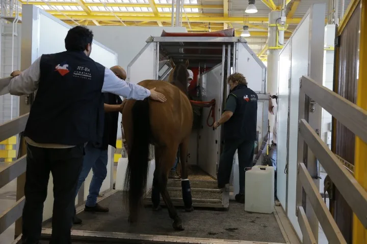 Equine transport
