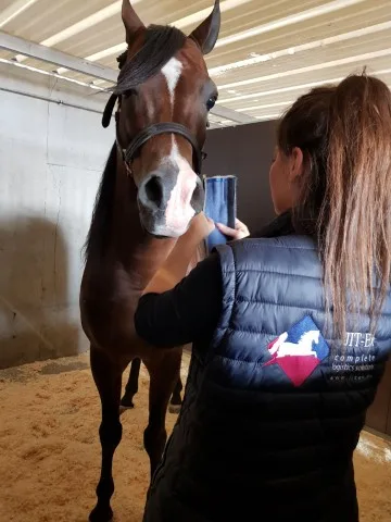 Equine logistics