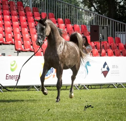Horse care