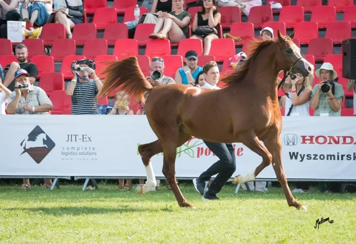 Equine transport
