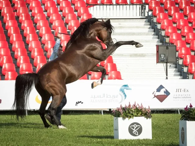 Equine transport
