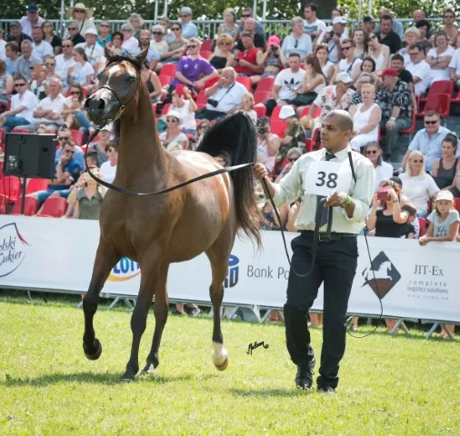 Equine transport
