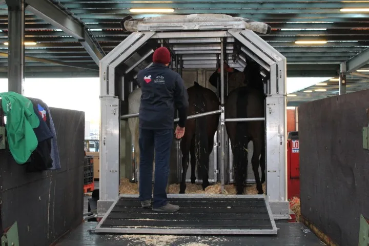 Equine transport