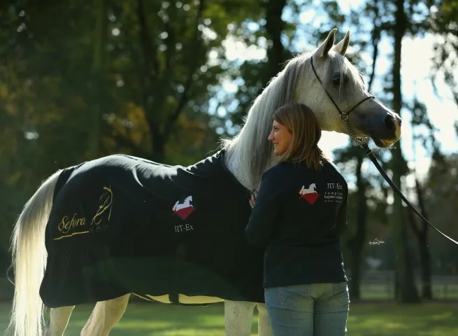 Equine care